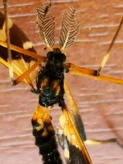 Pselliophora bifascipennis