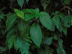 Gesneriaceae