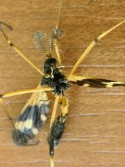 Pselliophora bifascipennis