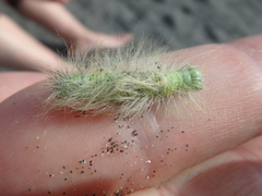 Acronicta leporina