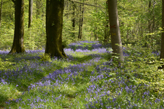 Hyacinthoides non-scripta