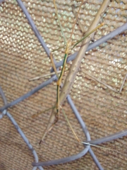 Diapheromera femorata