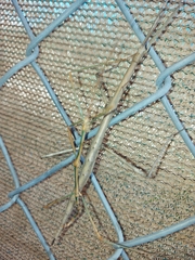 Diapheromera femorata