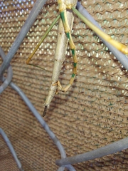 Diapheromera femorata