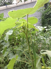 Abutilon theophrasti