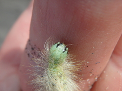 Acronicta leporina