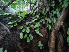 Lemmaphyllum microphyllum