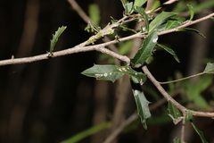 Alectryon diversifolius