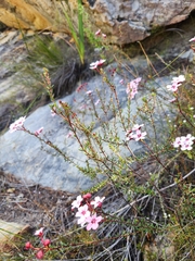Adenandra