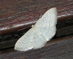 Scopula sublinearia