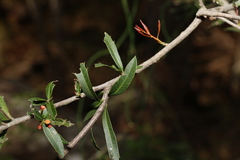 Alectryon diversifolius