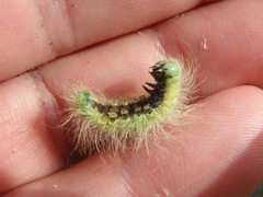Acronicta leporina