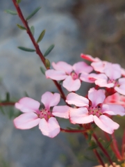Adenandra