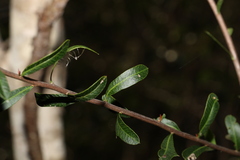 Alectryon diversifolius