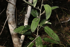Astrotricha latifolia