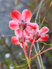 Adenandra