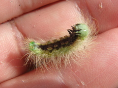 Acronicta leporina