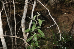 Astrotricha latifolia