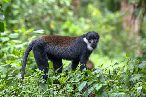 L'Hoest's Monkey