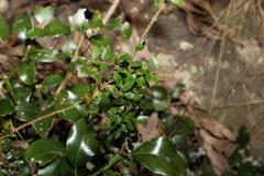 Pittosporum viscidum