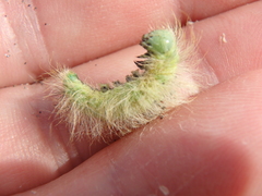 Acronicta leporina