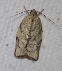 Euchaetis inceptella