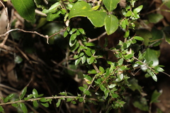 Pittosporum viscidum