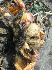 Telmessus cheiragonus