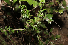 Pittosporum viscidum