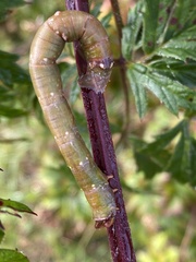 Biston betularia