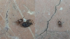Myrmecophilus