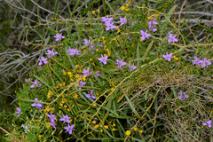 Thysanotus patersonii