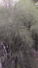 Casuarina equisetifolia