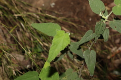Abutilon oxycarpum