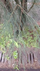 Casuarina equisetifolia