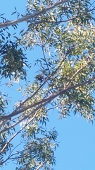 Platycercus adscitus