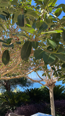 Ficus elastica