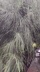Casuarina equisetifolia