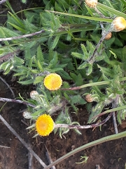 Leptorhynchos squamatus