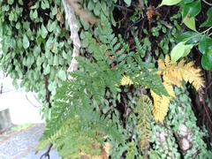 Davallia griffithiana