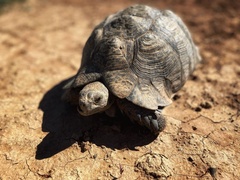 Stigmochelys pardalis
