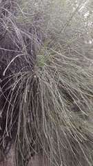 Casuarina equisetifolia