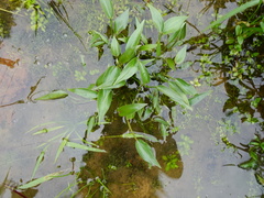 Pontederia vaginalis