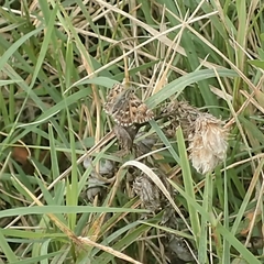 Carcharodus