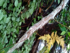 Davallia griffithiana