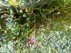 Cochlearia danica