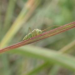 Adelphocoris
