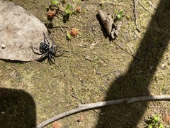 Nyssus albopunctatus