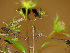Arctosa fulvolineata