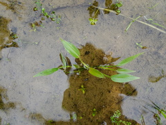 Pontederia vaginalis